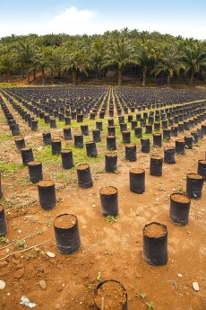 Le procès de l'huile de palme : une matière grasse décriée