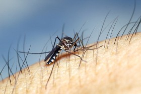 La saison des moustiques débute dans 77 départements